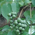 Phellodendron chinense fruit